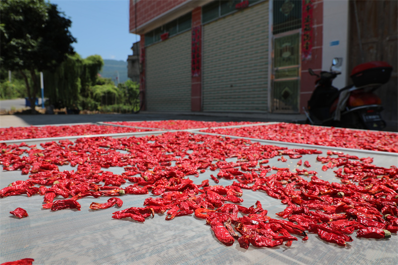 石阡县河坝镇村民趁着晴好天气将采收的辣椒进行晾晒。 李泽宇摄