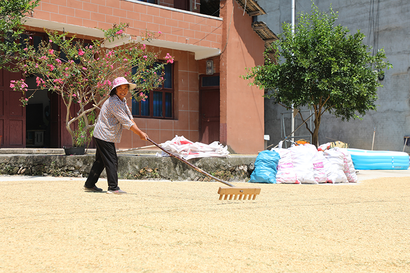 石阡县河坝镇村民趁着晴好天气将采收的稻谷进行晾晒。 杨文美摄