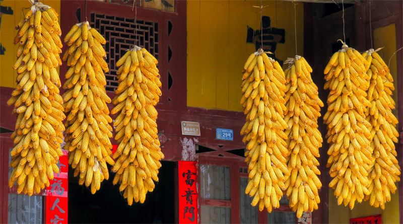 石阡县龙井乡克麻场村村民将采收的玉米悬挂在房梁上。吕小清摄