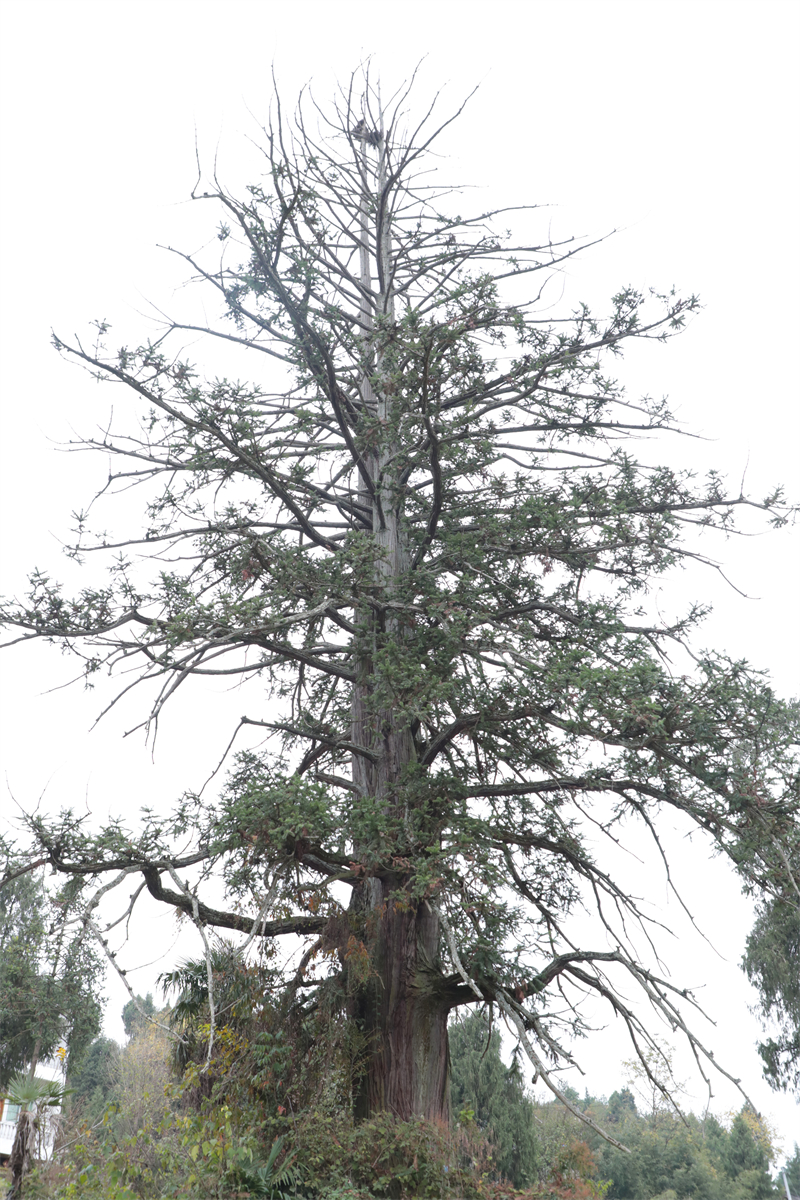 青山村村寨内有多棵百年树龄的古杉树