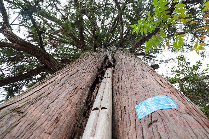 青山村村寨内有多棵百年树龄的古杉树